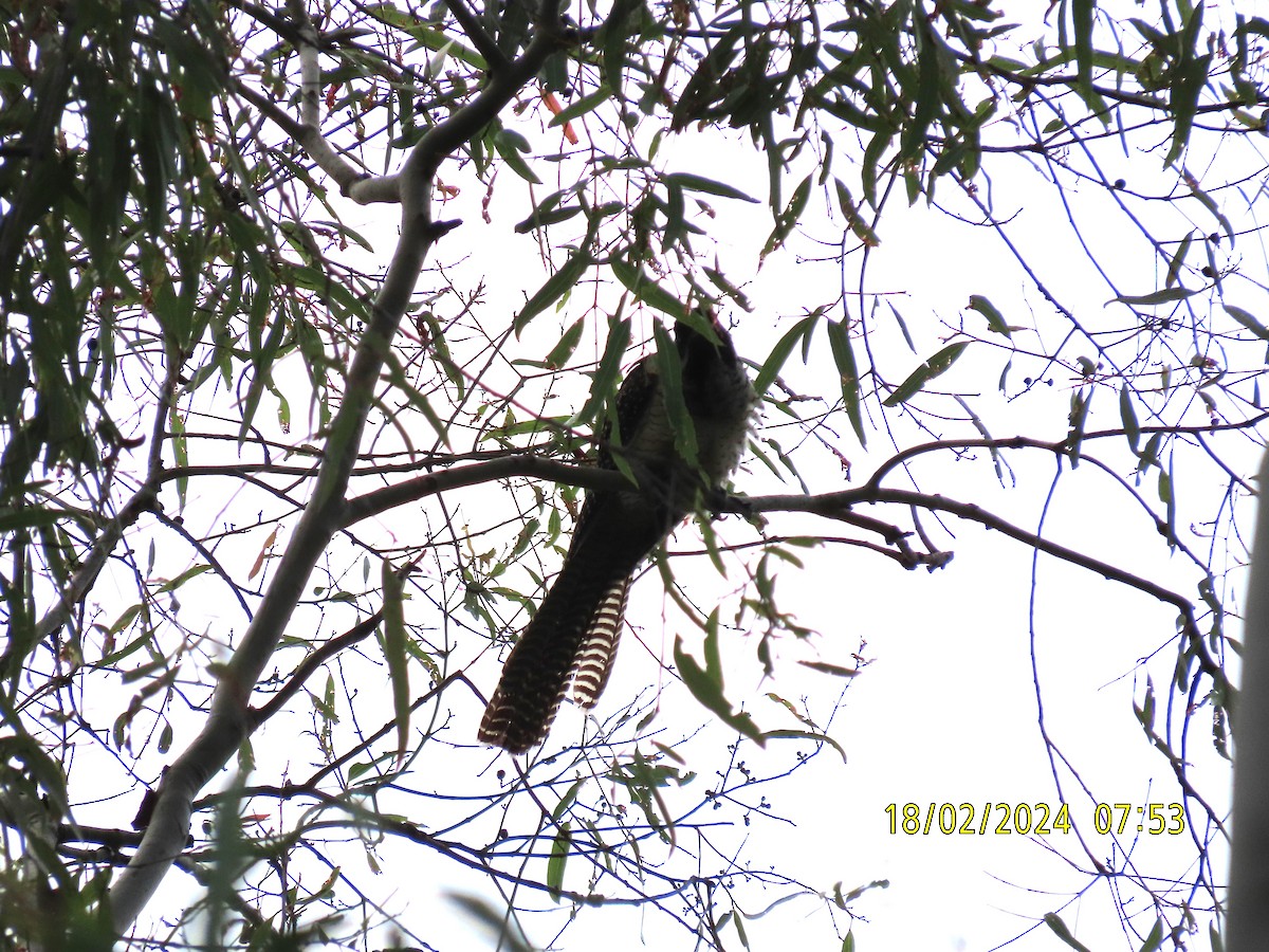 kukačka pacifická (ssp. cyanocephalus/subcyanocephalus) - ML614965924