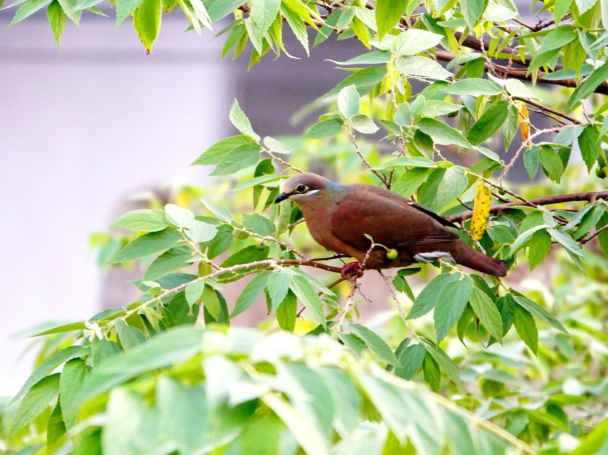 White-eared Brown-Dove (Short-billed) - ML614965939