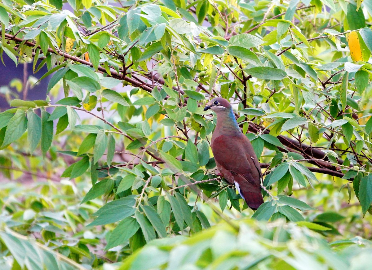 テリアオバト（brevirostris／occipitalis） - ML614965941