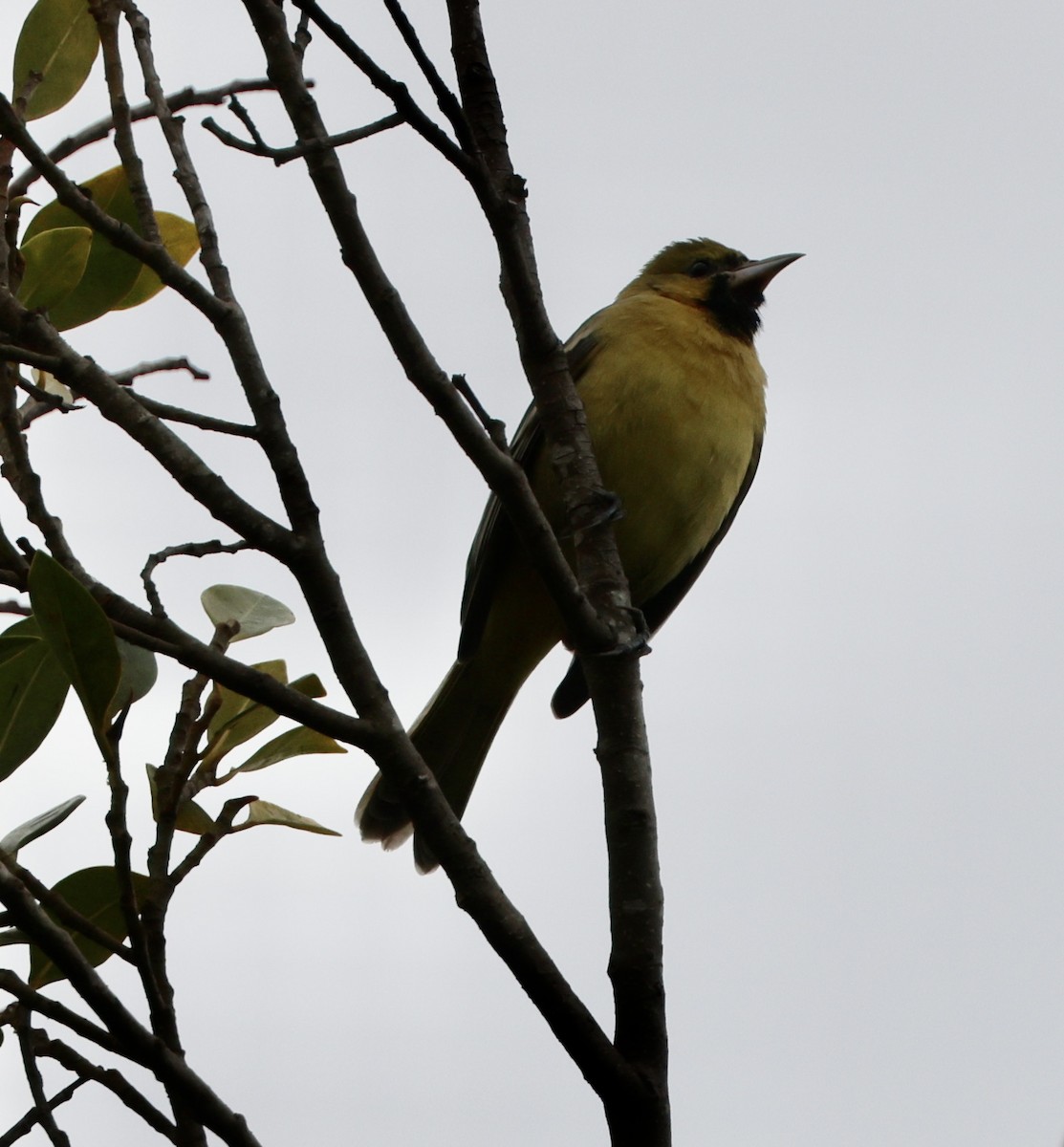 Orchard Oriole - ML614965963