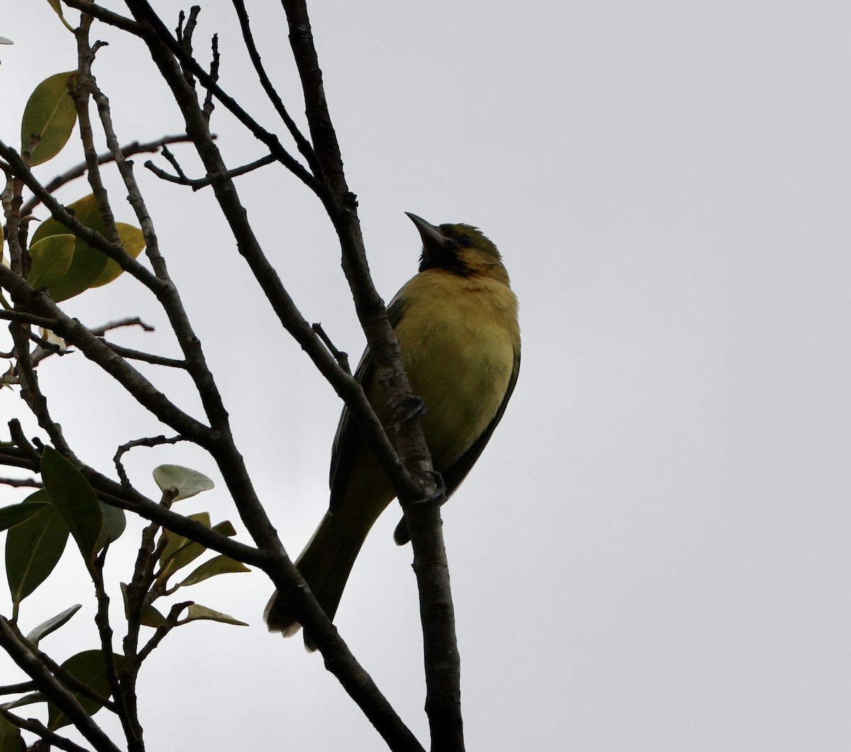 Orchard Oriole - ML614965964