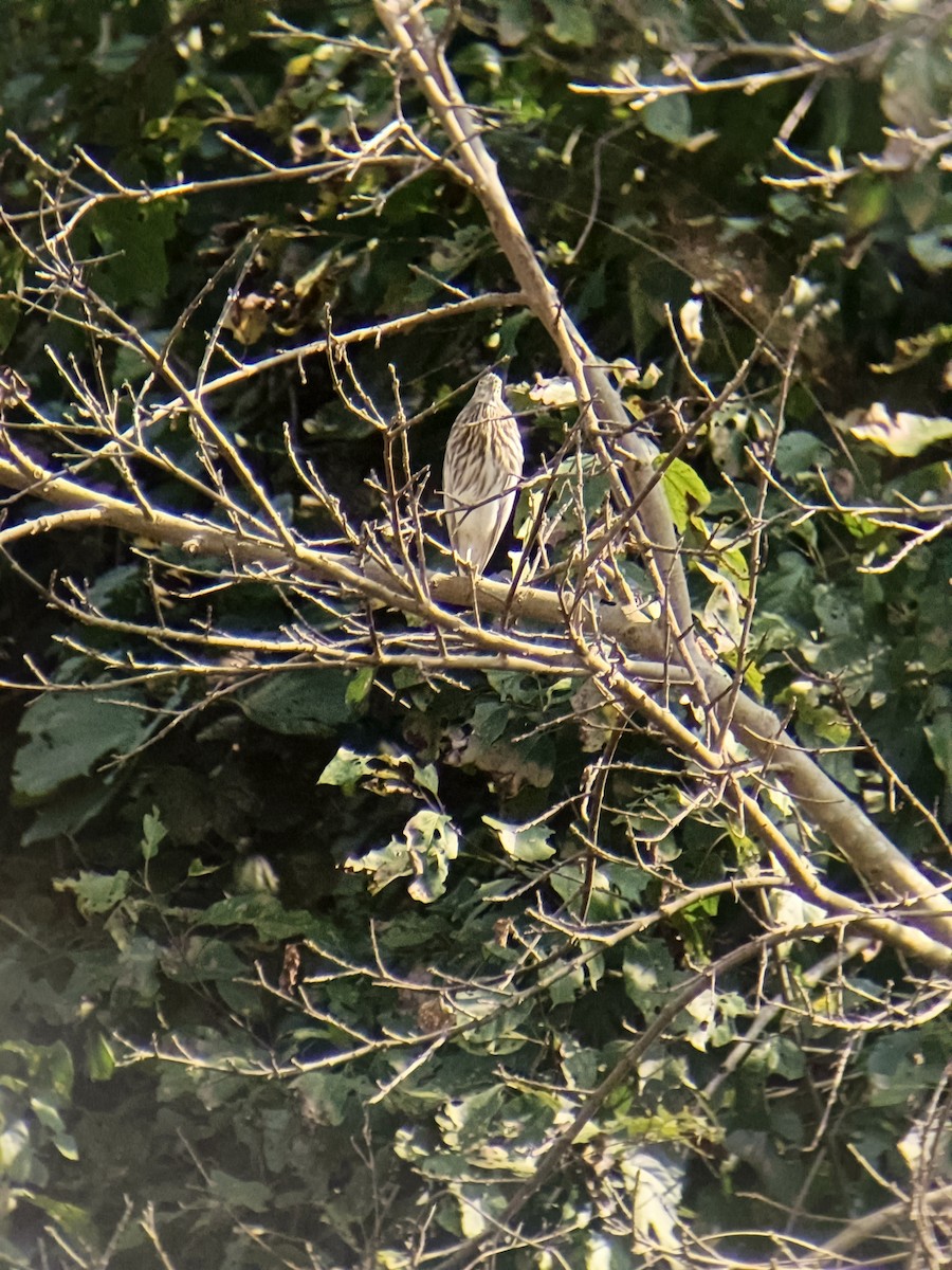 Indian Pond-Heron - ML614965983