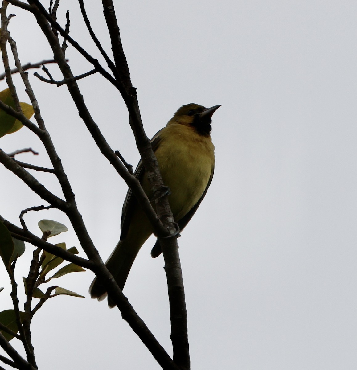 Orchard Oriole - ML614966001