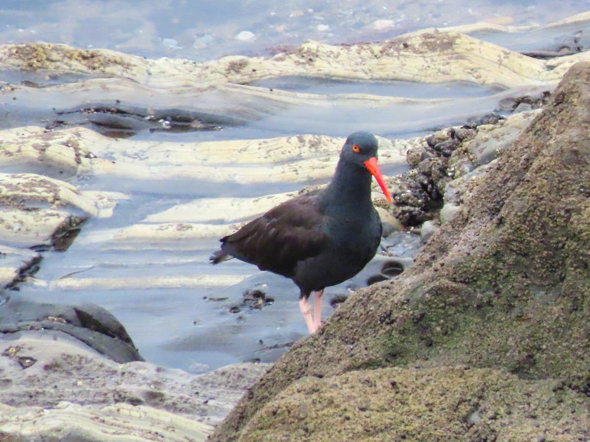 Black Oystercatcher - ML614966019