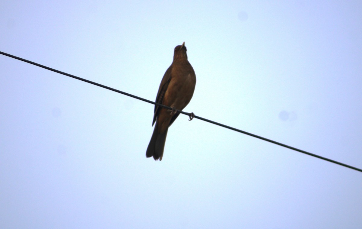 Clay-colored Thrush - ML614966066