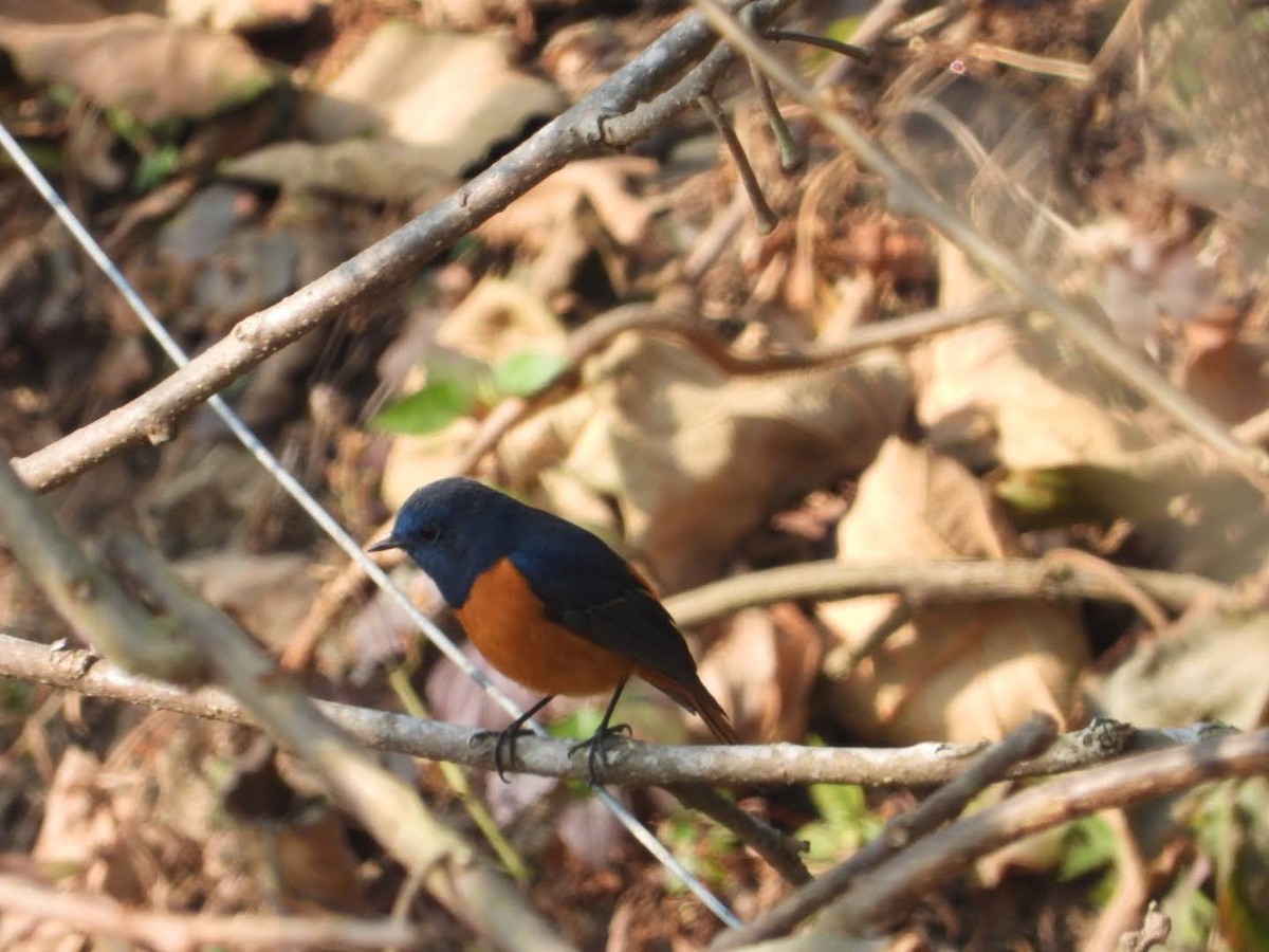 Blue-fronted Redstart - ML614966070