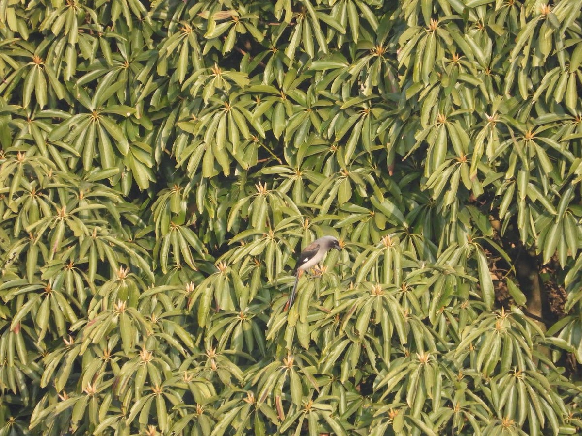 Gray Treepie - ML614966106