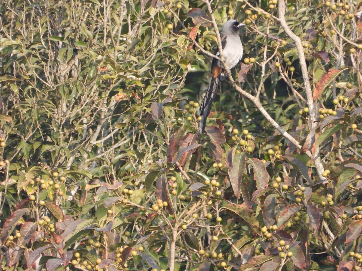 Gray Treepie - ML614966107