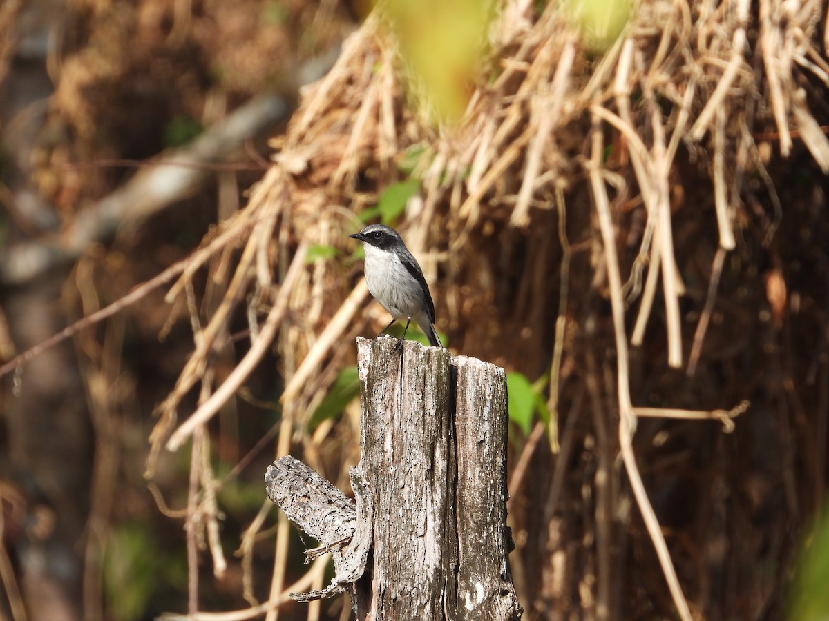 Gray Bushchat - ML614966110