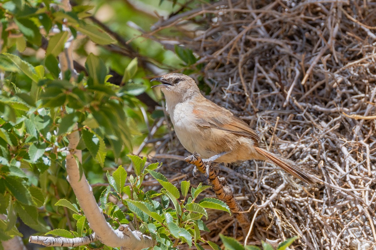 Streak-fronted Thornbird - ML614966187