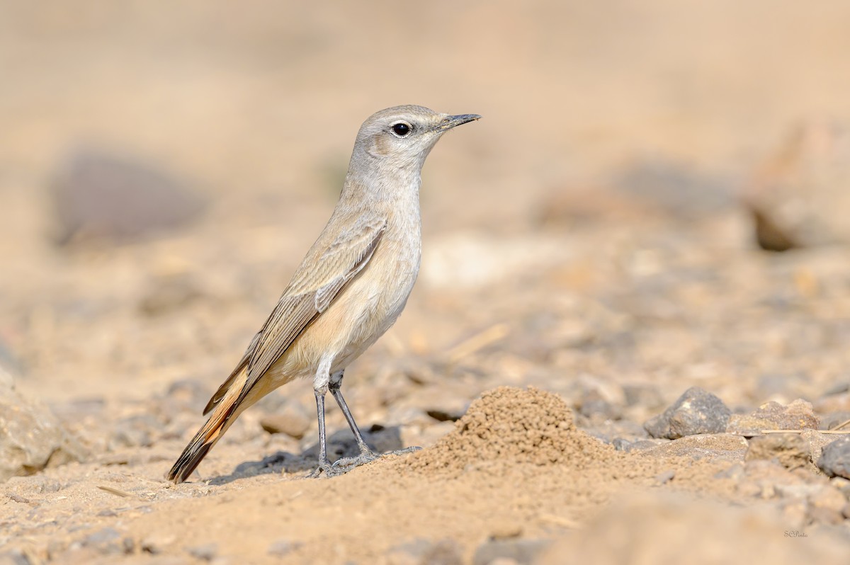 Persian Wheatear - Shailesh Pinto