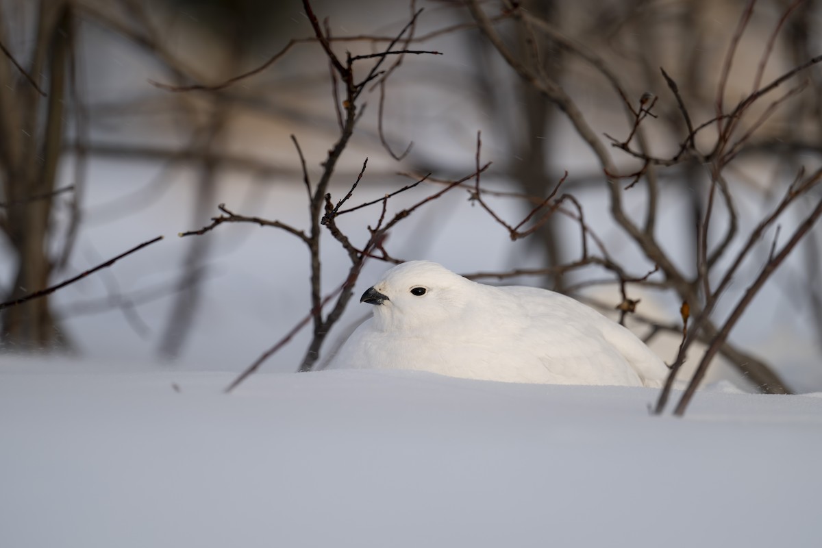 Willow Ptarmigan - ML614966318