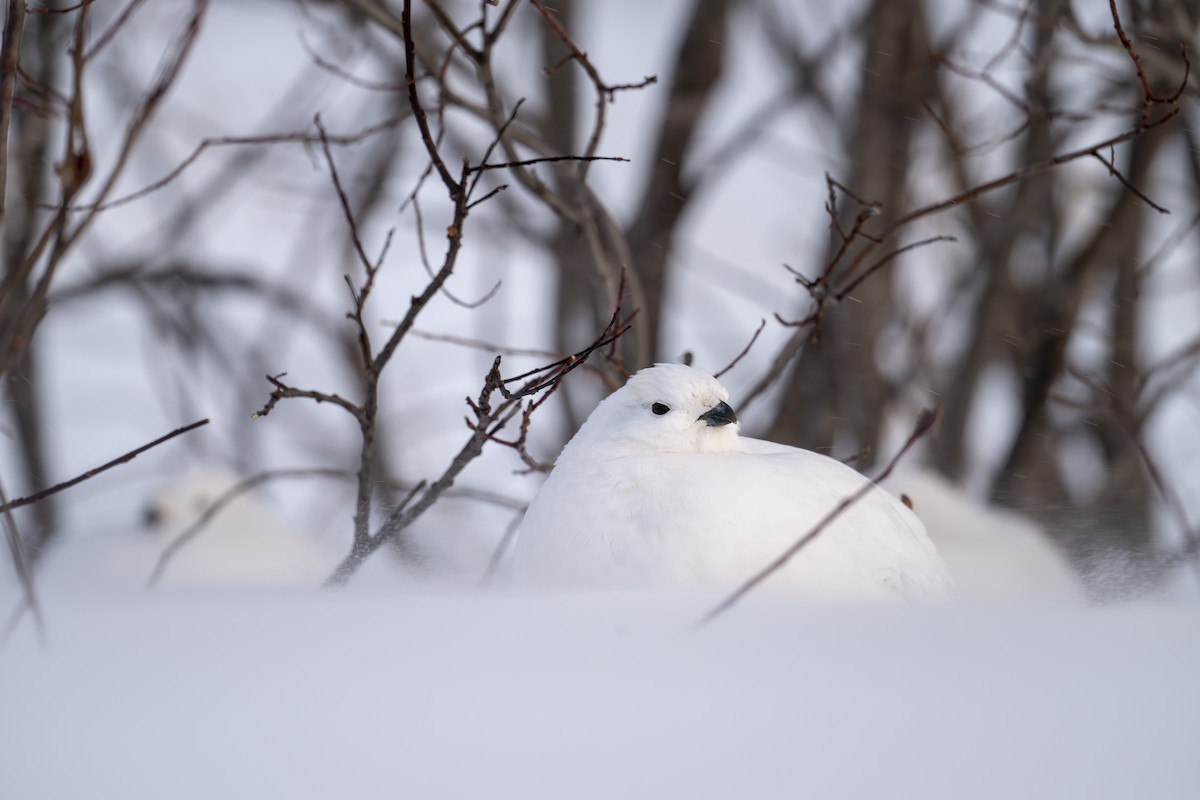 Willow Ptarmigan - ML614966328