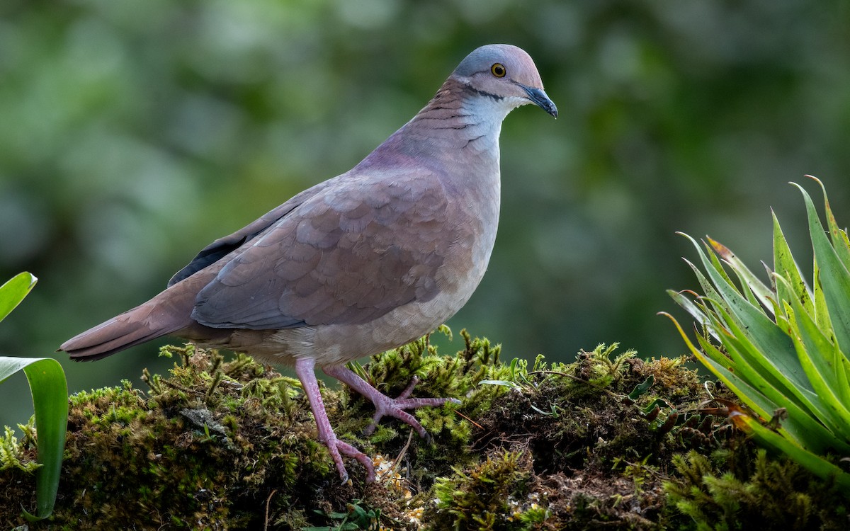 White-throated Quail-Dove - ML614966417