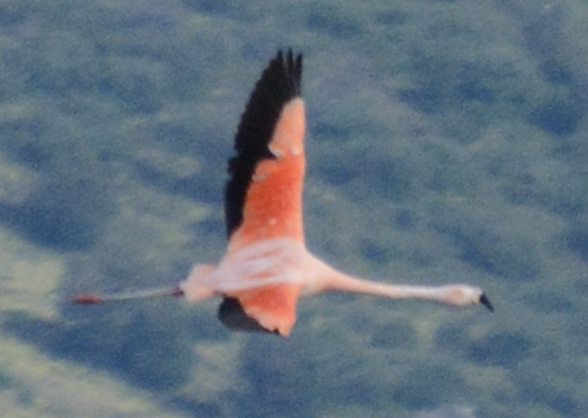 Chilean Flamingo - ML614966424