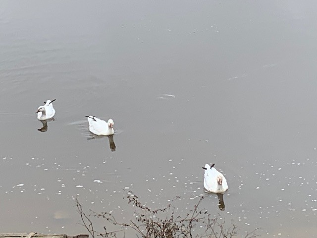 Snow Goose - Peter Ginsburg