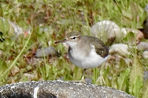 Spotted Sandpiper - ML614966440