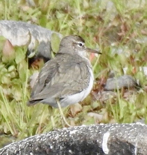 Chevalier grivelé - ML614966441