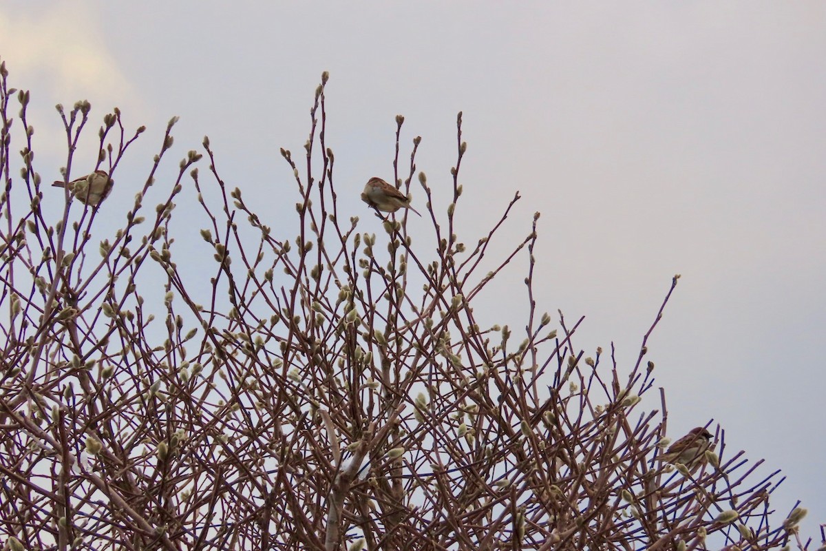 House Sparrow - ML614966537