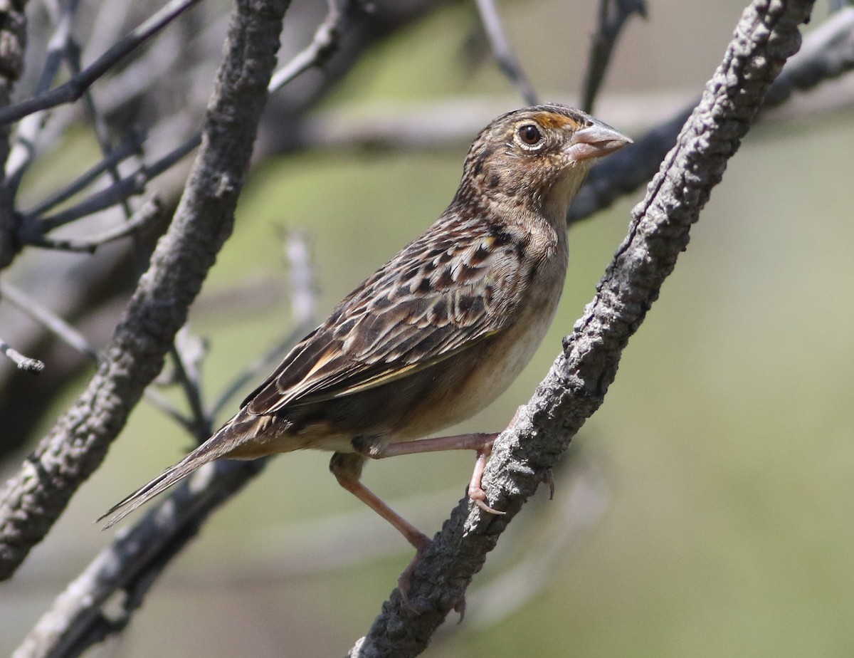 Grasshopper Sparrow - ML614966559