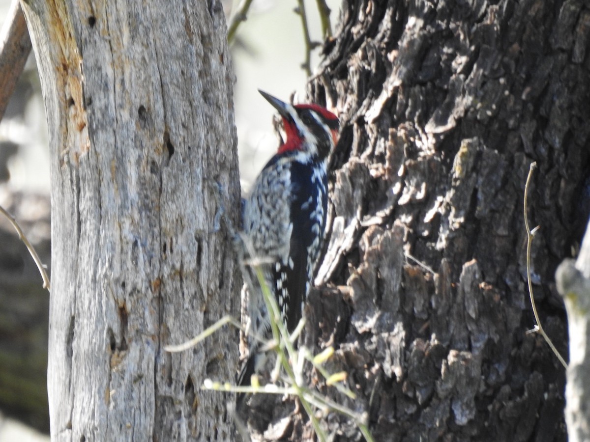 Red-naped Sapsucker - ML614966665