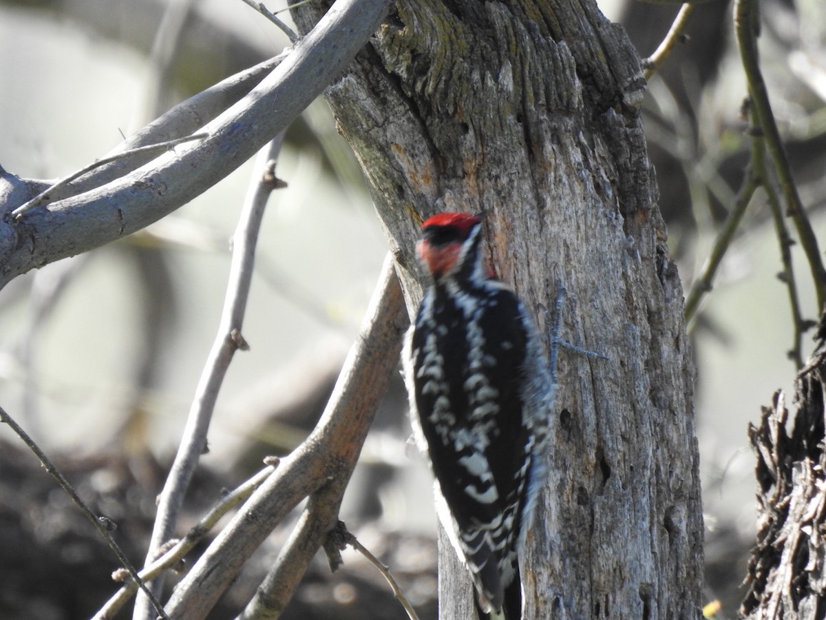 Red-naped Sapsucker - Brian Ison