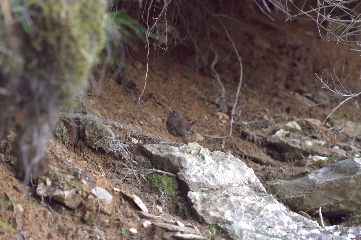 Eurasian Wren - ML614966705