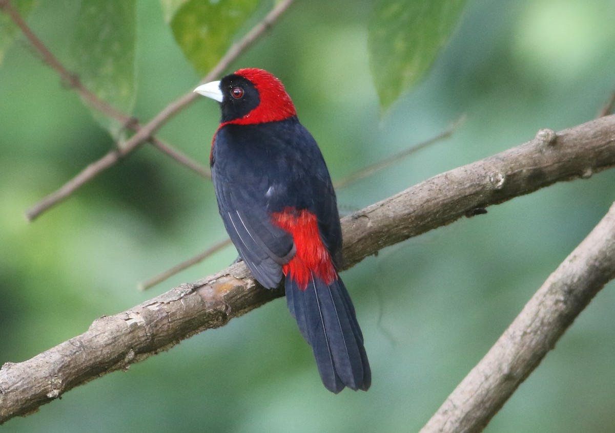 Crimson-collared Tanager - ML614966769