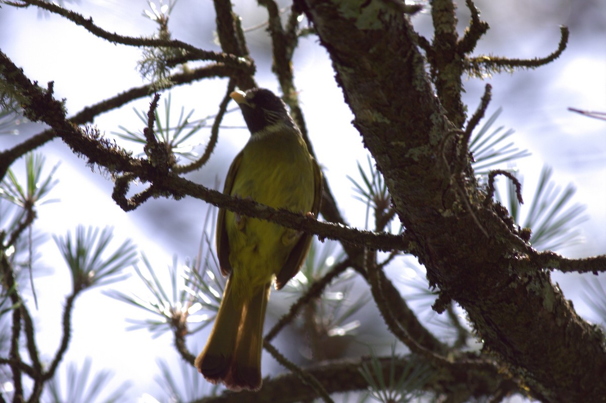 Collared Finchbill - ML614966803