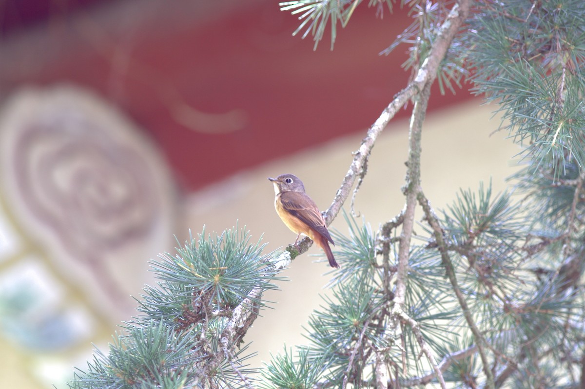 Ferruginous Flycatcher - ML614966804