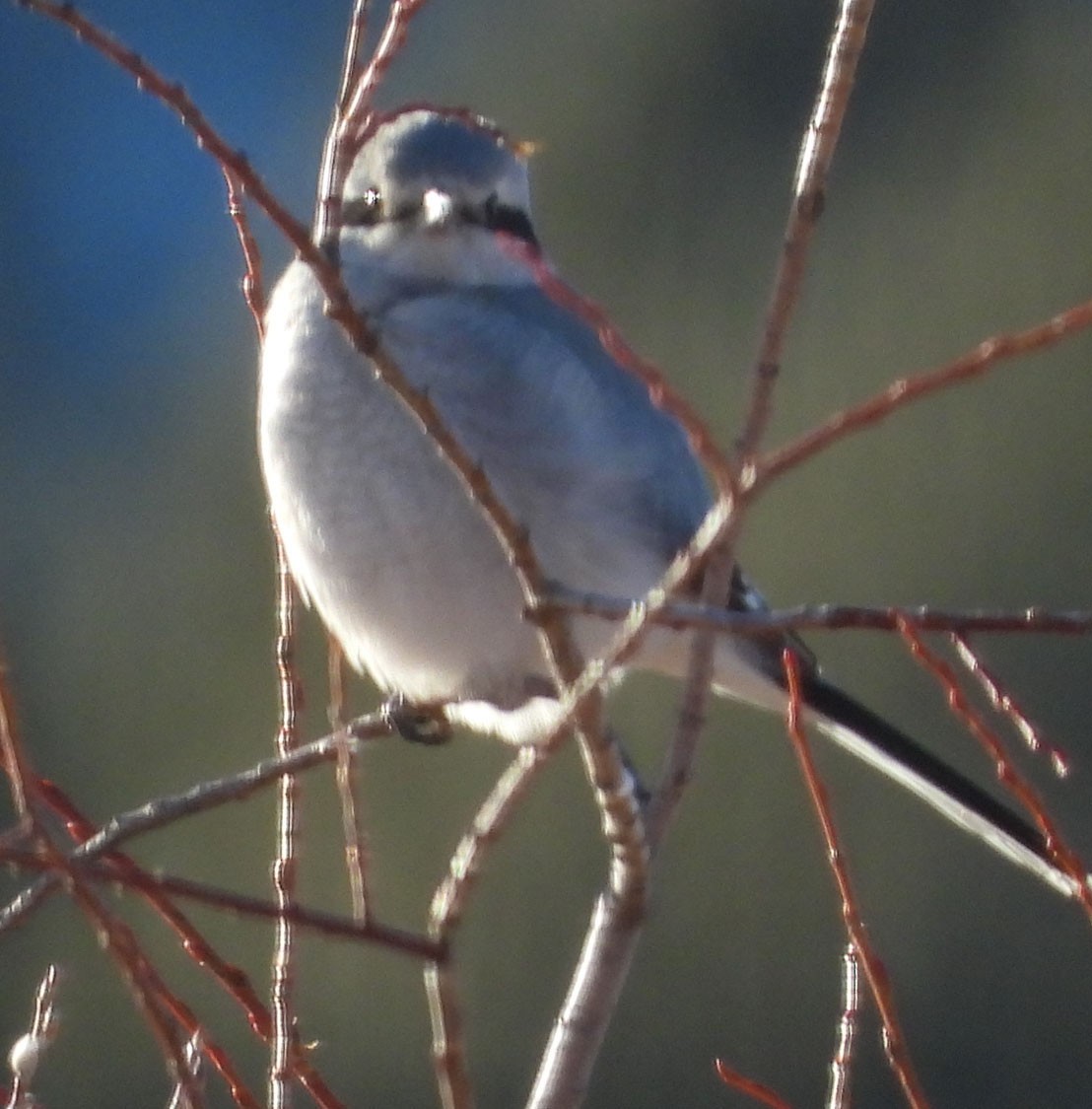 Northern Shrike - Janet Cook