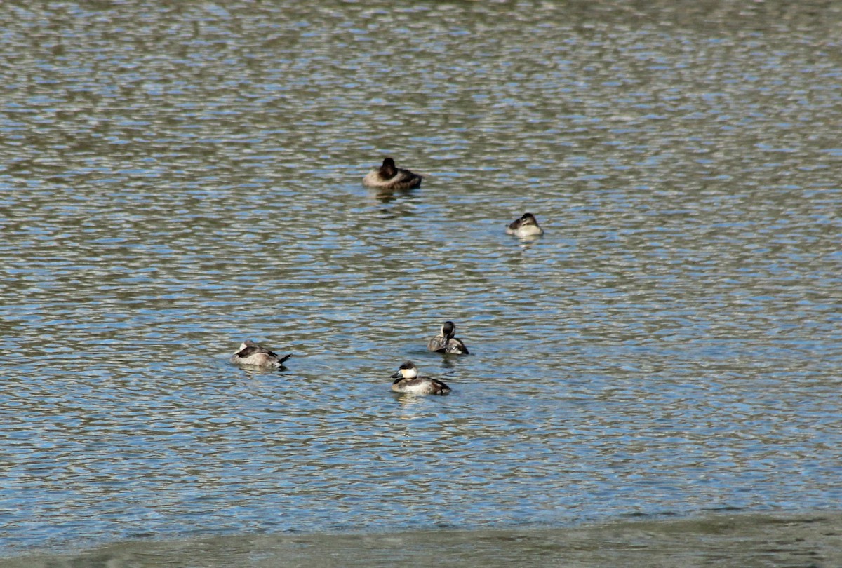 Ruddy Duck - Vicky Bonifacio