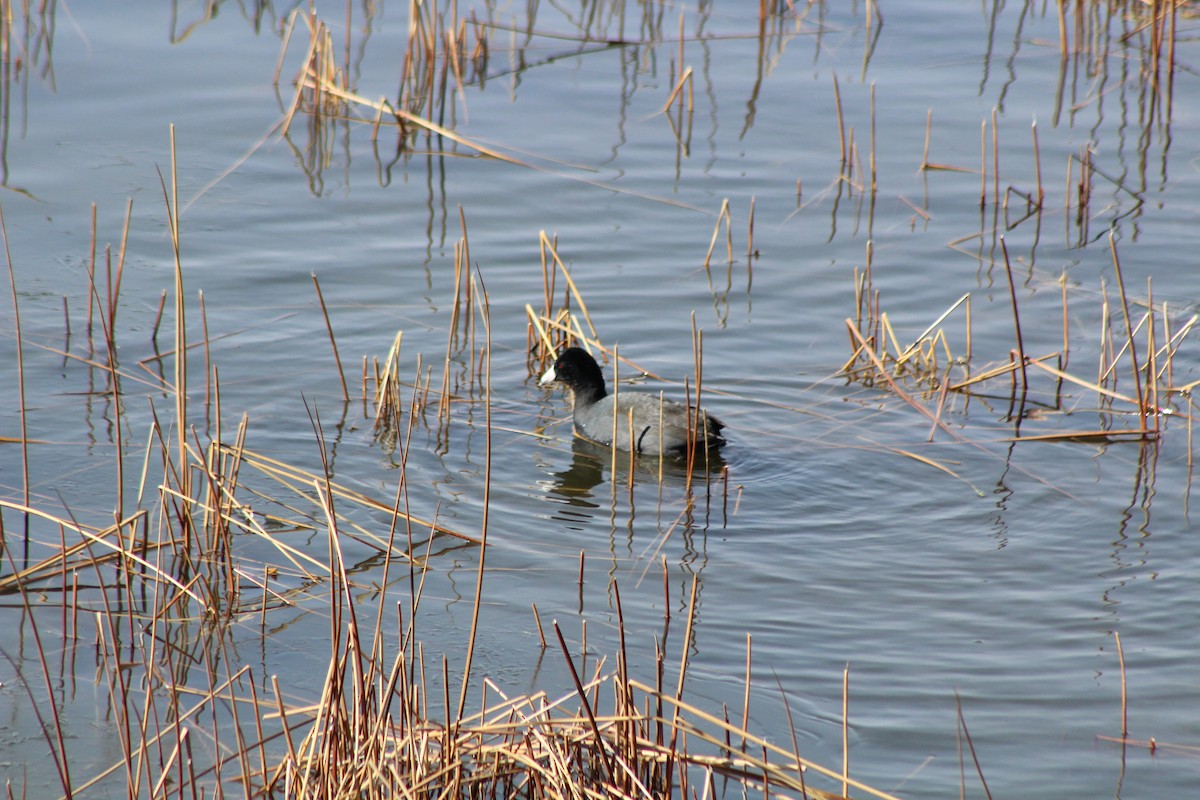 American Coot - Vicky Bonifacio