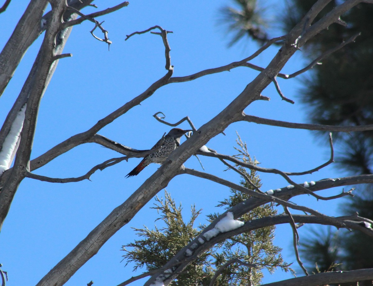 Northern Flicker - Vicky Bonifacio