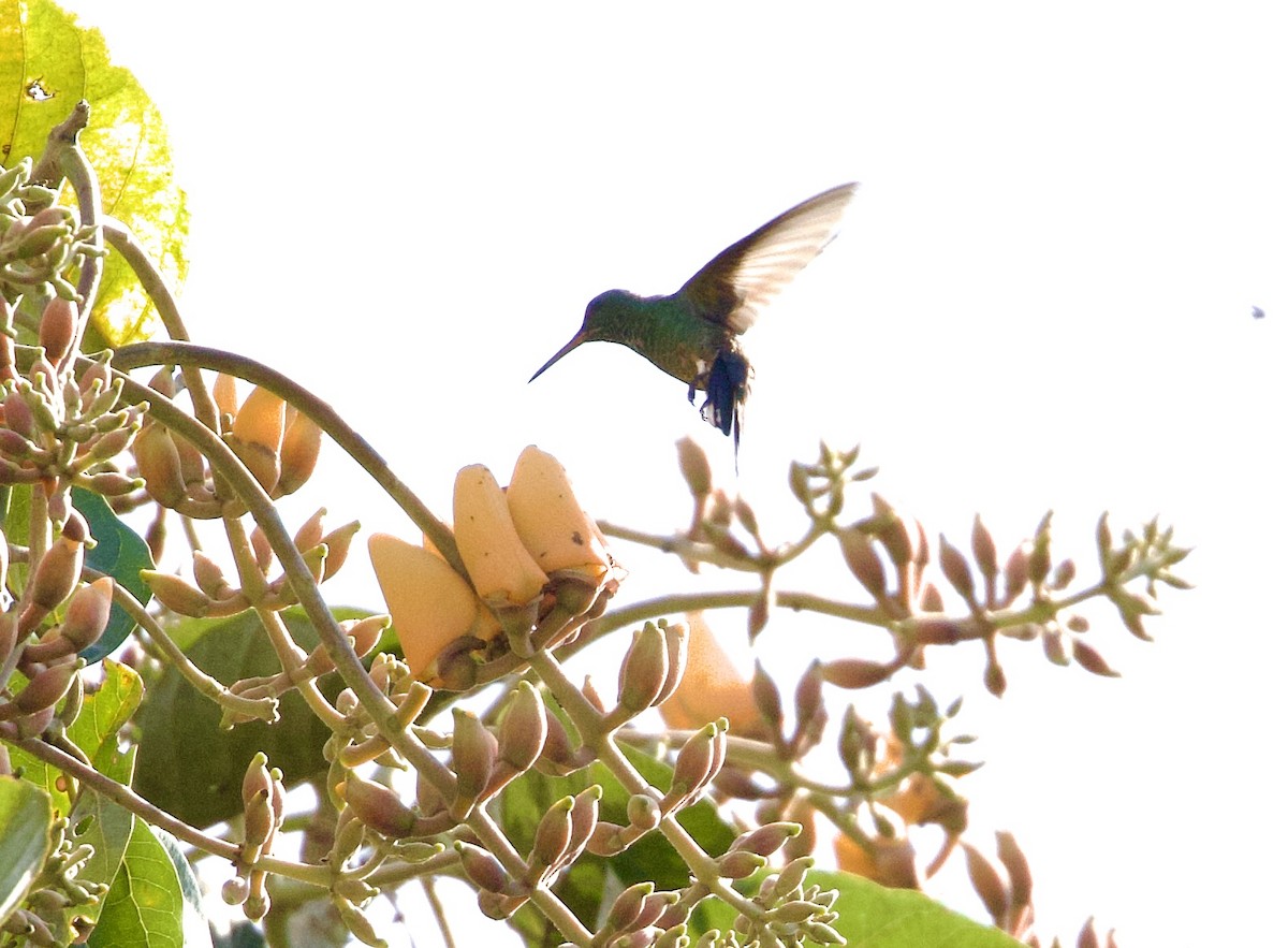 Mangrove Hummingbird - ML614966870
