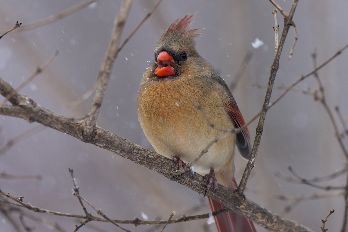 Northern Cardinal - Joel Marcinik