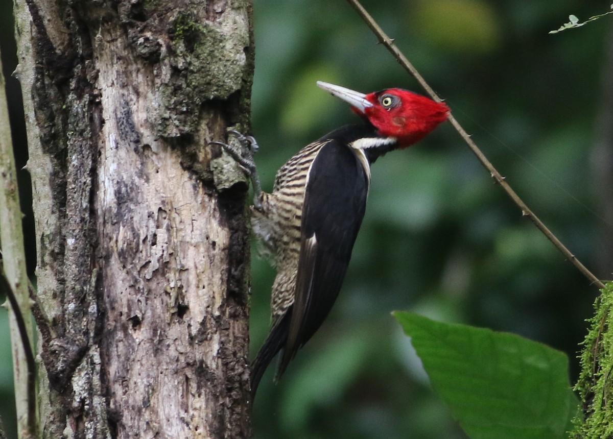 Pale-billed Woodpecker - ML614966976