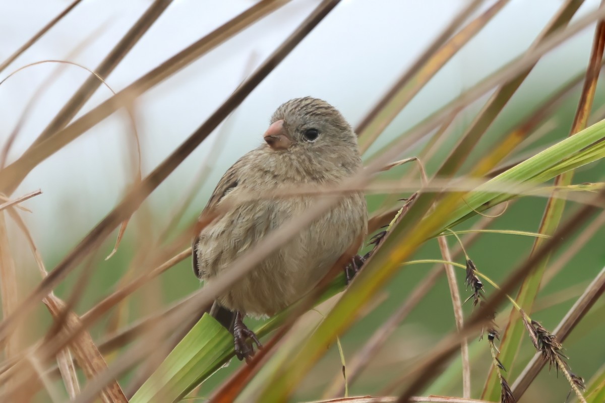 Plain-colored Seedeater - ML614966989