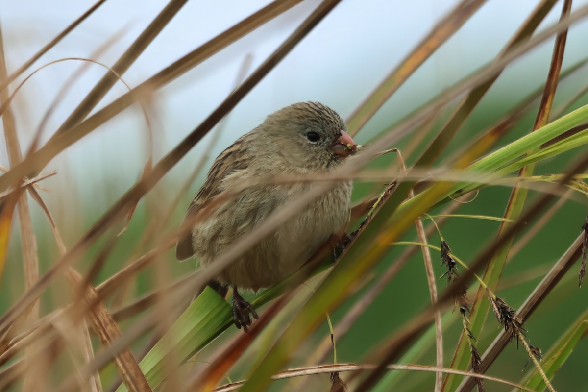 Plain-colored Seedeater - ML614966990