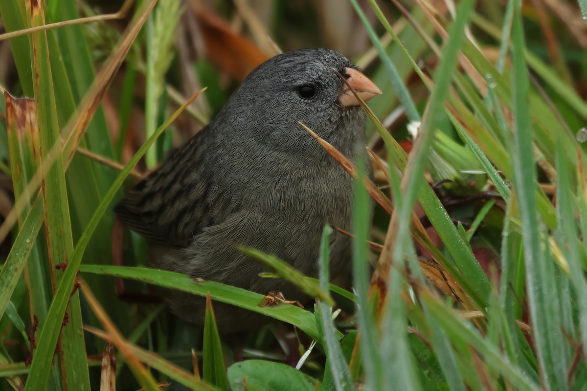 Plain-colored Seedeater - ML614966991