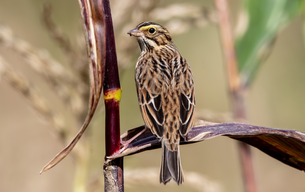 Savannah Sparrow - John Peckham