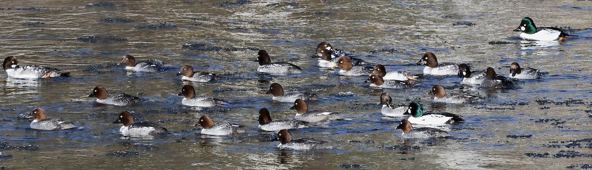 Common Goldeneye - ML614967041