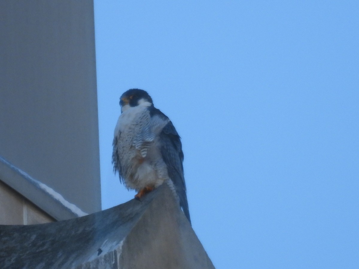 Peregrine Falcon - Lois Rockhill