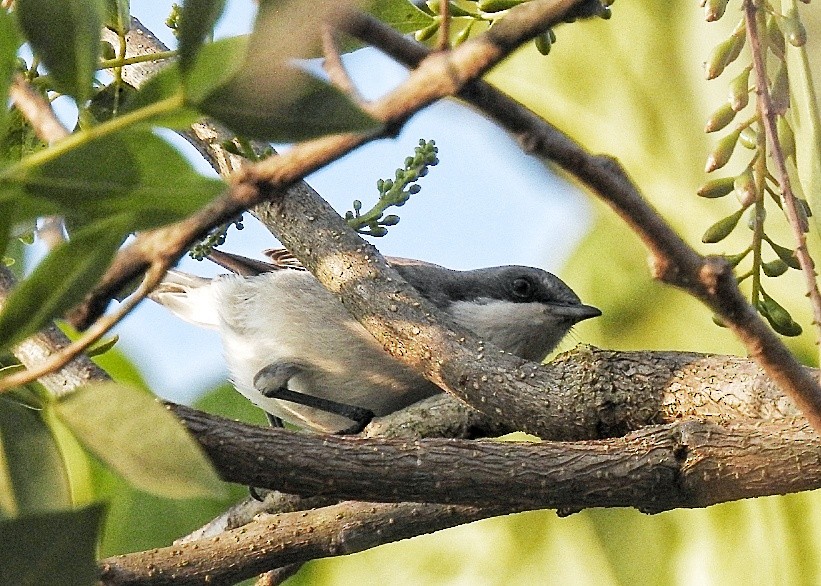 Lesser Whitethroat - GIRISHKUMAR K