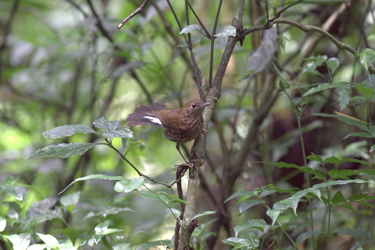 White-tailed Robin (White-tailed) - ML614967125