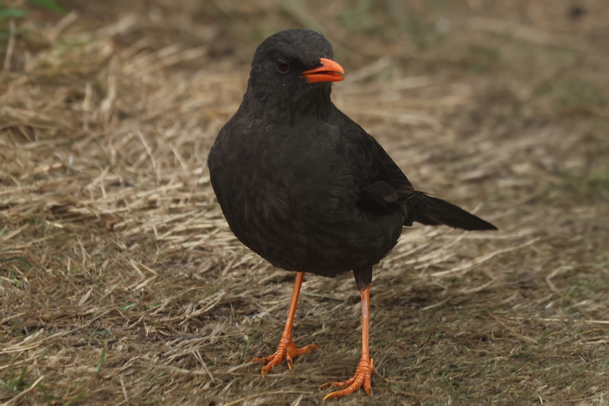 Great Thrush - Russ Ruffing