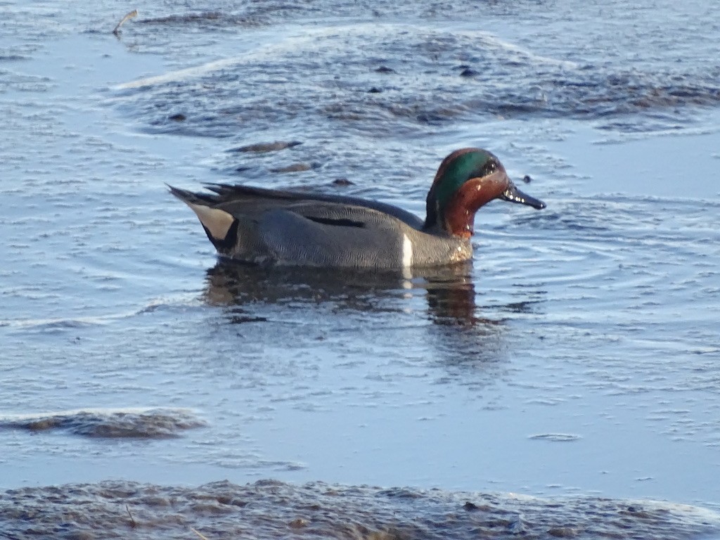 Green-winged Teal - ML614967171