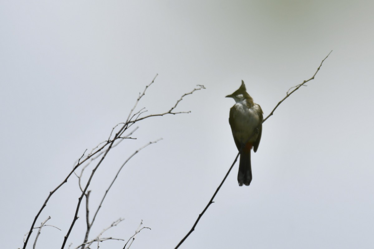 Red-whiskered Bulbul - ML614967185