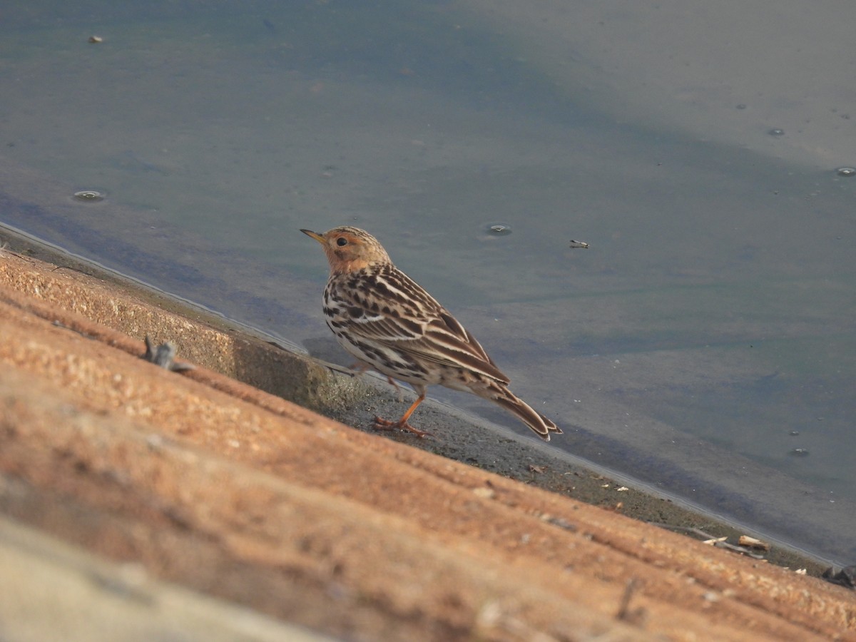 Pipit à gorge rousse - ML614967211