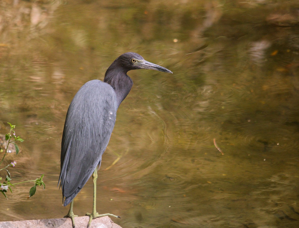 Little Blue Heron - ML614967237